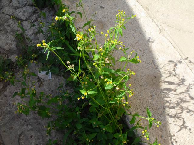 Galinsoga parviflora / Galinsoga comune
